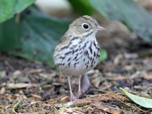 photo of the bird Ovenbird